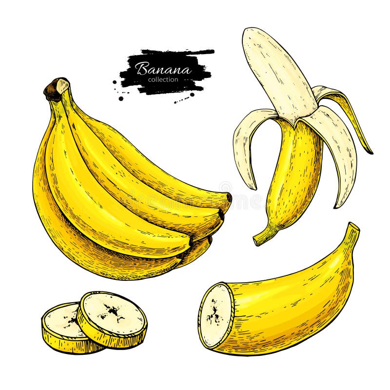 Banana set vector drawing. Isolated hand drawn bunch, peel banana and sliced pieces. Summer fruit artistic style illustration. Detailed vegetarian food. Great stock illustration