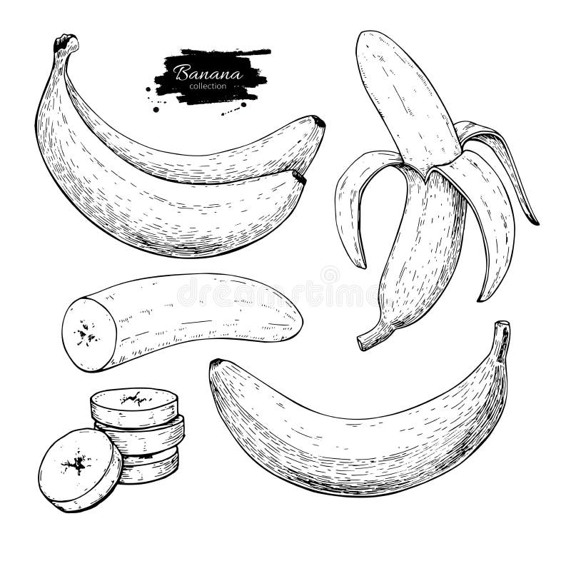 Banana set vector drawing. Isolated hand drawn bunch, peel banana and sliced pieces. Summer fruit engraved style. Illustration. Detailed vegetarian food. Great stock illustration