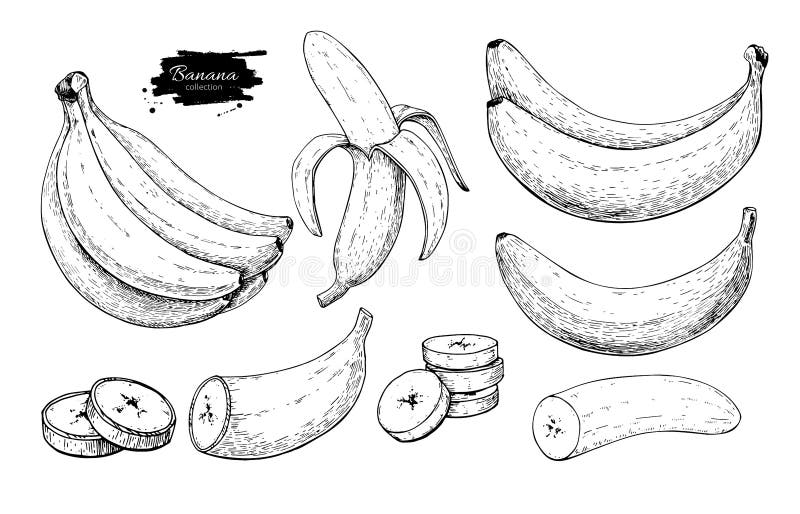 Banana set vector drawing. Isolated hand drawn bunch, peel banana and sliced pieces. Summer fruit engraved style. Illustration. Detailed vegetarian food. Great vector illustration