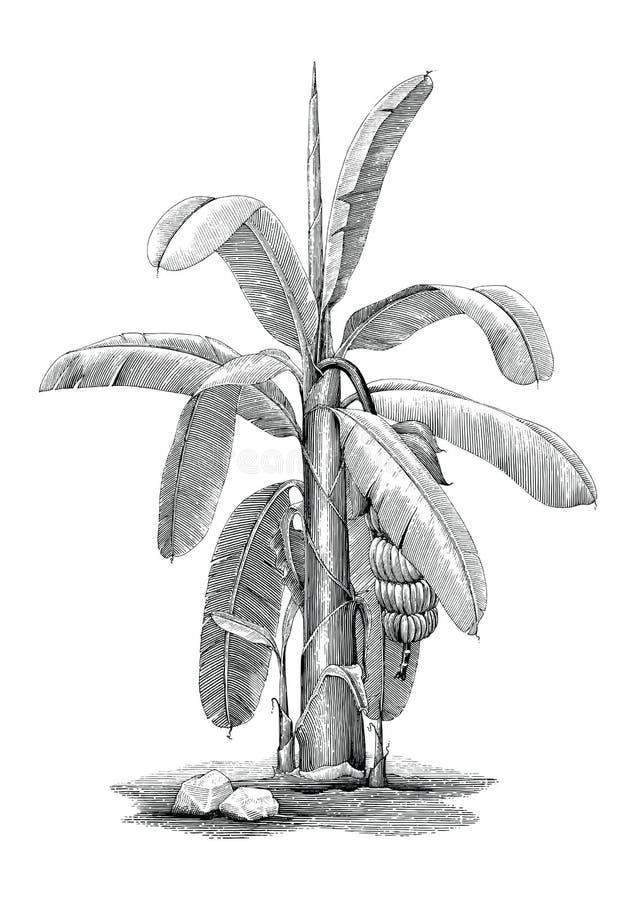 Banana tree botanical hand drawing vintage clip art. Isolated on white background vector illustration