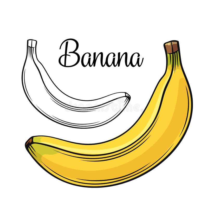 Banana vector drawing icon. Hand drawn tropical fruit in retro style, illustration for design advertising products shop or market royalty free illustration