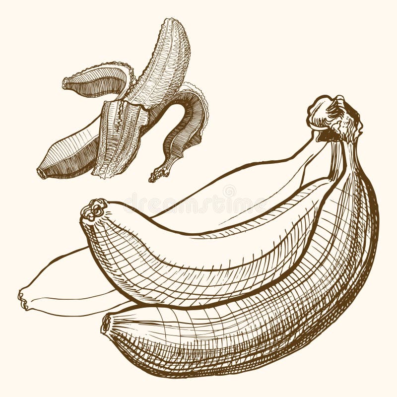 Bananas engraving drawing. Fruit and food themes. Bananas engrawing drawing. Fruit and food themes royalty free illustration