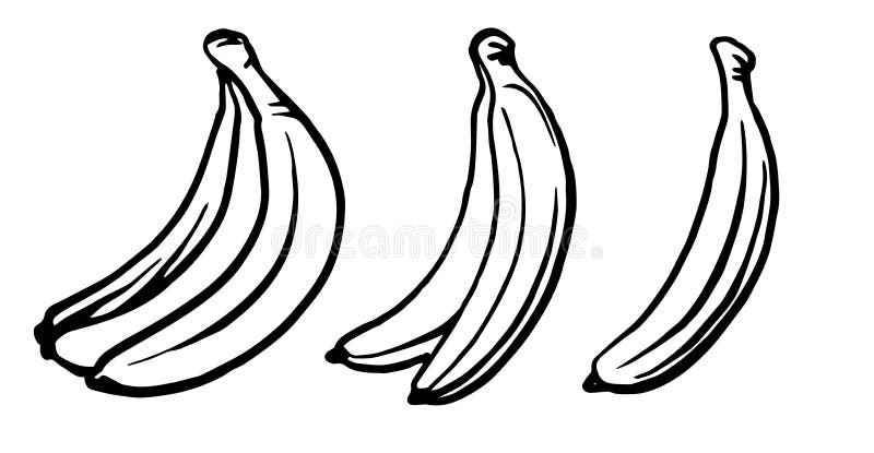 Bananas Hand drawing. Juicy ripe fruit. Drawing by ink, felt-tip pen, marker. A simple sketch of a banana. Isolated on a monochrome background. Bananas are royalty free illustration