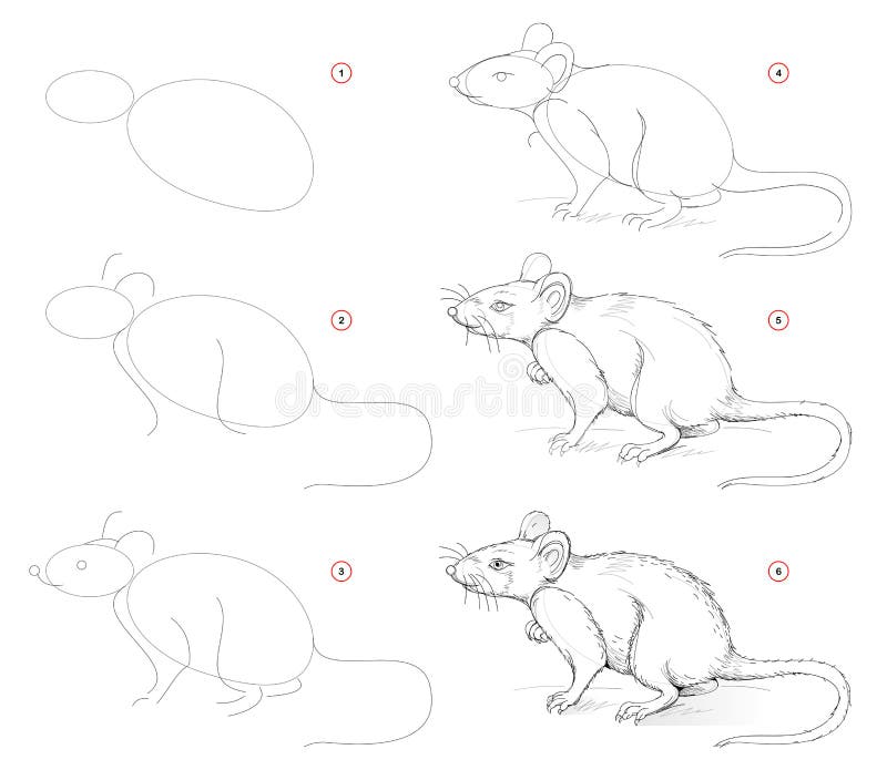 How to draw from nature sketch of cute rat. Creation step by step pencil drawing. Educational page for artists. School textbook for developing artistic skills stock illustration