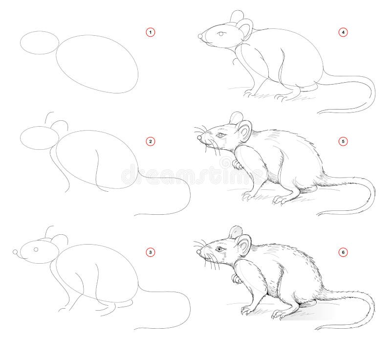 How to draw from nature sketch of cute rat. Creation step by step pencil drawing. Educational page for artists. School textbook for developing artistic skills stock illustration How to draw from nature sketch of cute rat. Creation step by step pencil drawing. Educational page for artists. School textbook for developing artistic skills stock illustration