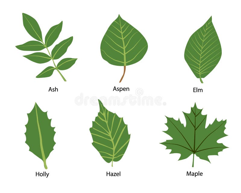 Some kind of leaf of aspen and elm. Some kind of leaf such as ash aspen elm hazel holly larch maple vector illustration Some kind of leaf of aspen and elm. Some kind of leaf such as ash aspen elm hazel holly larch maple vector illustration