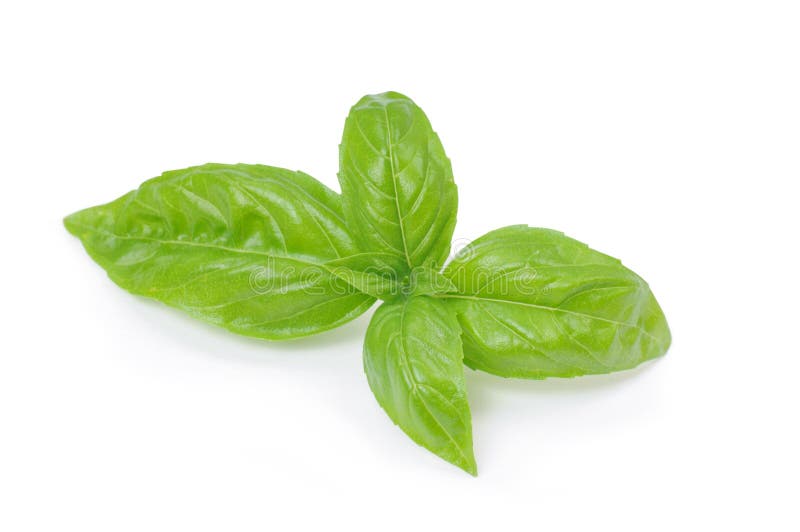 Basil stock image Basil stock image