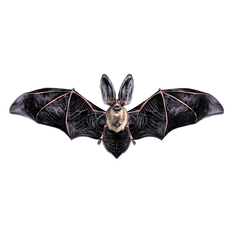 Bat sketch graphics. Bat with open wings symmetrical pattern, sketch, graphics, colored drawing vector illustration Bat sketch graphics. Bat with open wings symmetrical pattern, sketch, graphics, colored drawing vector illustration