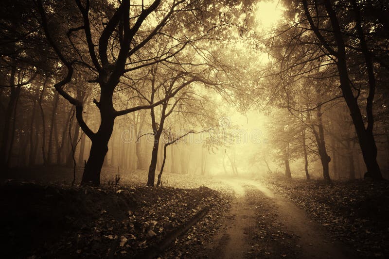 Beautiful autumn in a golden forest with fog stock images