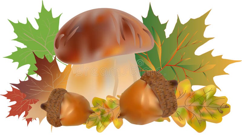 Beautiful autumn still life with gifts of the forest. Mushrooms, oak acorns, maple and oak leaves. Layout for design and printing stock illustration