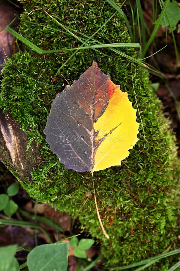 Beautiful Multicolored Fall Aspen Leaf Laying on Mossy Log on Forest Floor. A beautiful half yellow, brown and red Fall Aspen Tree leaf is covered in dew drops stock photos Beautiful Multicolored Fall Aspen Leaf Laying on Mossy Log on Forest Floor. A beautiful half yellow, brown and red Fall Aspen Tree leaf is covered in dew drops stock photos
