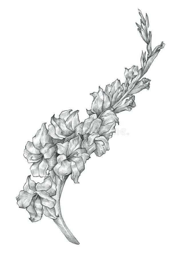 Beautiful pencil gladiolus flower drawing sketch illustration. Beautiful pencil gladiolus flower grey drawing sketch illustration perfect for invitations royalty free illustration