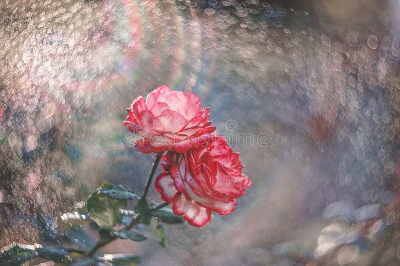 Beautiful red and white rose Bush in the spray of rain and the rays of the setting sun. Art. Soft focus. Copy space.  royalty free stock images