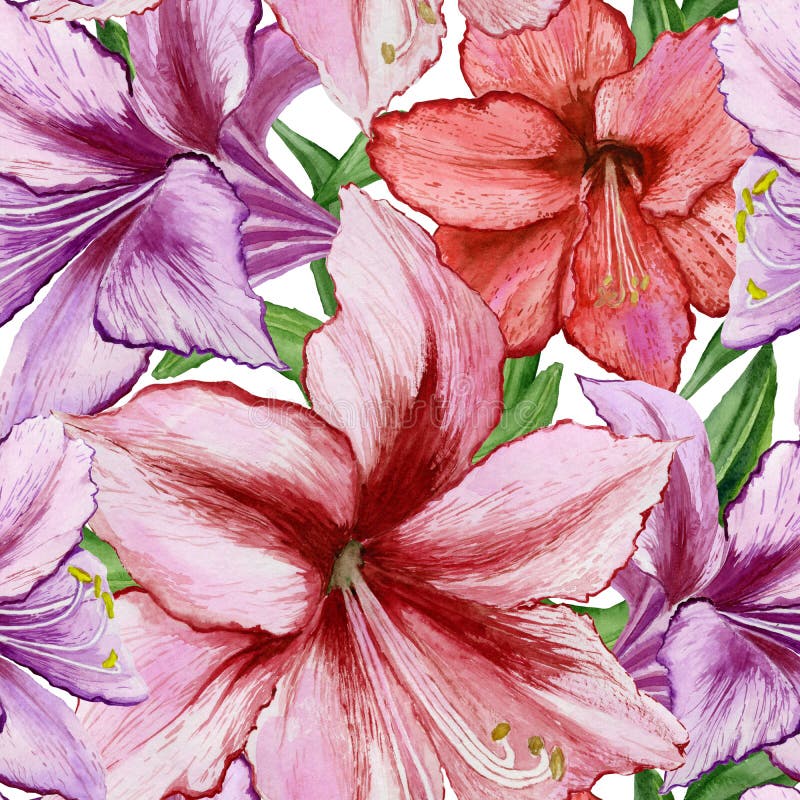 Beautiful vivid purple and red amaryllis flowers on white background. Seamless spring pattern. Watercolor painting. stock illustration Beautiful vivid purple and red amaryllis flowers on white background. Seamless spring pattern. Watercolor painting. stock illustration