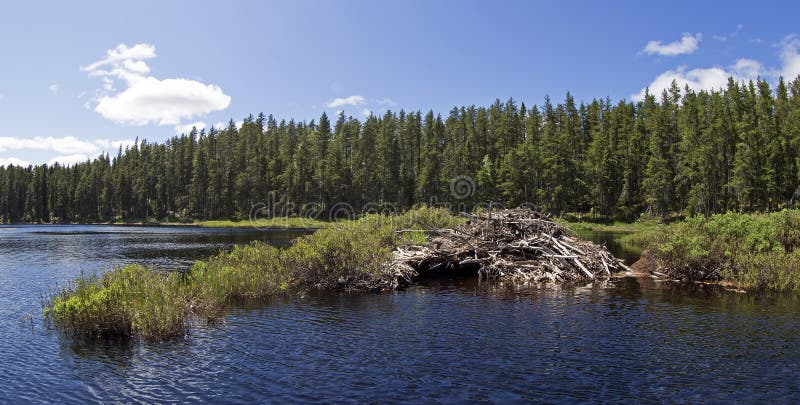 Beaver house. On wild canadian lake royalty free stock images Beaver house. On wild canadian lake royalty free stock images