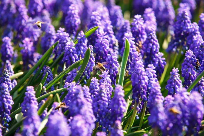 Bees on spring flowers royalty free stock photos