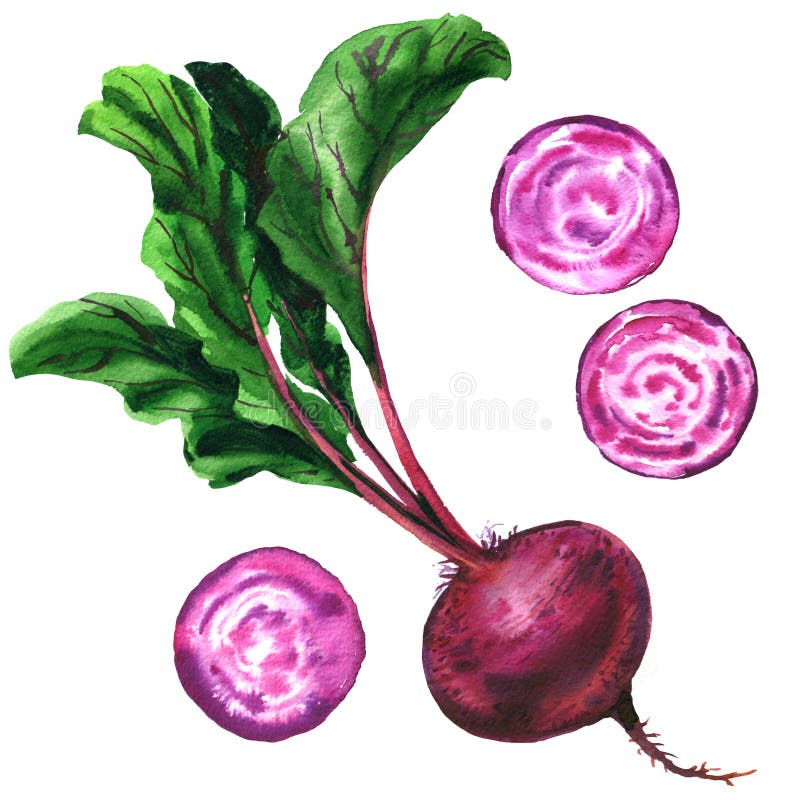 Beetroot with leaves, fresh whole and slices beet isolated, set beets, food, vegetable, watercolor illustration on white stock illustration