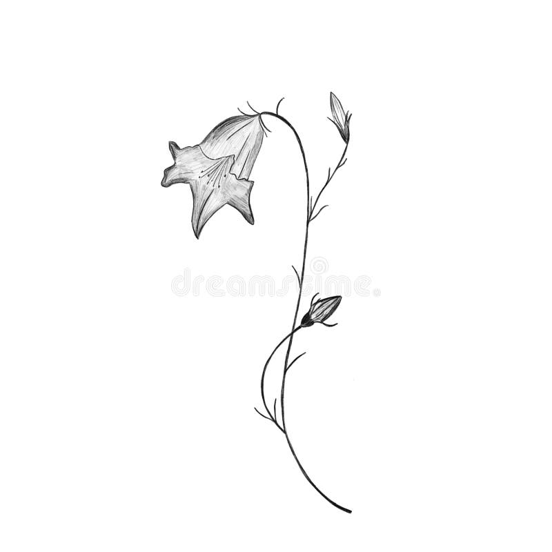 Bellflower pencil drawing isolated on white background. Elegant spring flower. Packaging, wallpaper, textile, bedclothing, postcar. D, mug, utensil design vector illustration