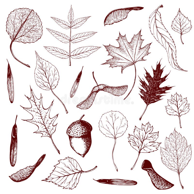 Big collection of engraved forest leaves and seeds. Hand drawn outline illustration of different types of leaves like birch, stock illustration