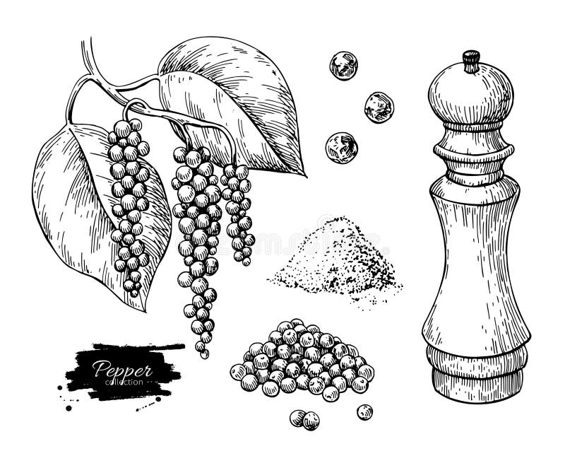 Black pepper vector drawing set. Peppercorn heap, mill, dryed seed, plant, grounded powder. Vintage hand drawn spice sketch. Herbal seasoning ingredient royalty free illustration