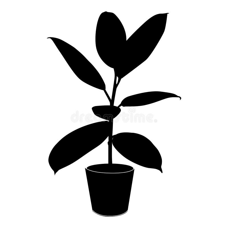 Black silhouette tropical ficus elastica in pot isolated on the white background, vector vector illustration