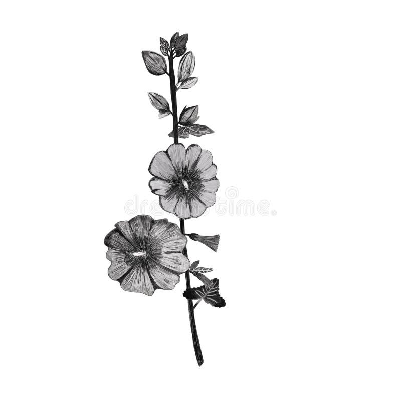 Black and white pencil drawing mallow flower isolated on white. Postcard, mug, stationery, textile, fabric, wallpaper design.  royalty free illustration