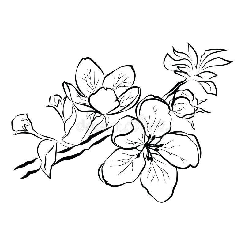 Blooming cherry. Sakura branch with flower buds. Black and white drawing of a blossoming tree in spring. Logo with. Japanese cherry blossoms. Tattoo royalty free illustration