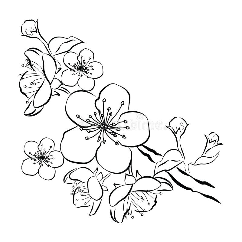 Blooming cherry. Sakura branch with flower buds. Black and white drawing of a blossoming tree in spring. Logo with. Japanese cherry blossoms. Tattoo stock illustration