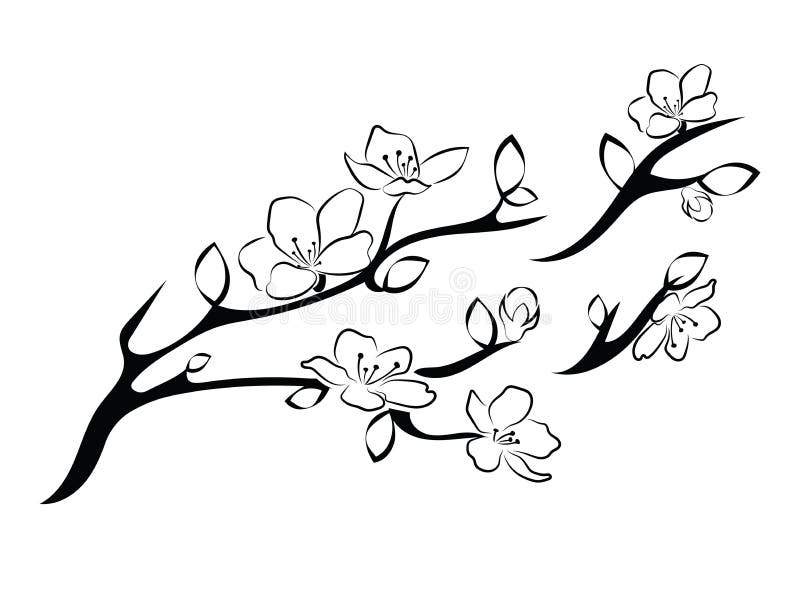 Blooming cherry. Sakura branch with flower buds. Black and white drawing of a blossoming tree in spring. Logo with. Japanese cherry blossoms. Tattoo stock illustration