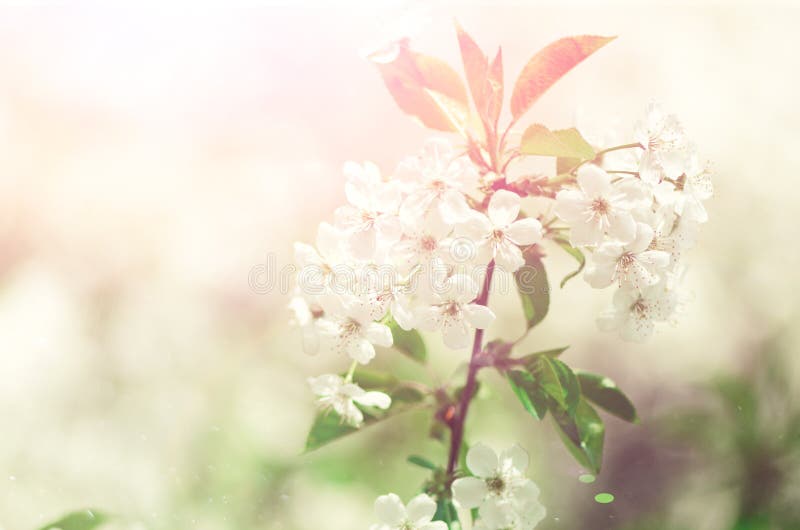Blossom tree, spring nature background. Sunny day. Easter and blooming concept. Spring flowers with sun rays, copy space. Blossom tree, spring nature background royalty free stock photo