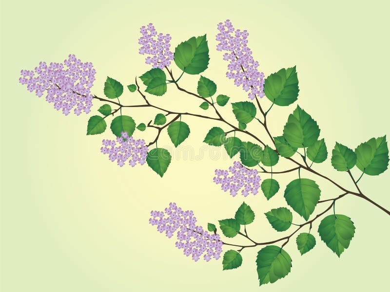 The blossoming branch of lilac. Vector illustration of the spring, the blossoming branch of lilac royalty free illustration