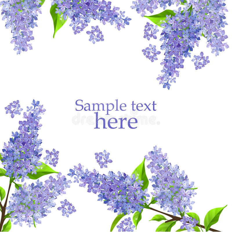 Blossoming lilac branch vector illustration