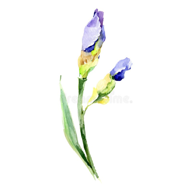 Blue iris botanical flower. Watercolor background illustration set. Watercolour drawing fashion aquarelle isolated. Blue iris. Floral botanical flower. Wild royalty free illustration