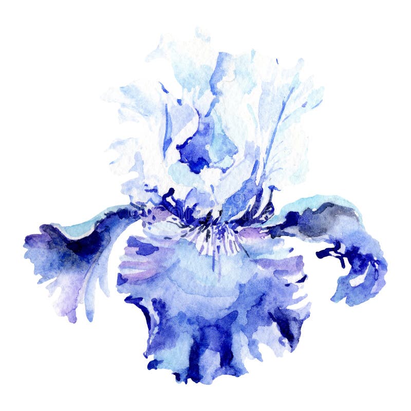 Blue iris botanical flower. Watercolor background illustration set. Watercolour drawing fashion aquarelle isolated. Blue iris. Floral botanical flower. Wild vector illustration