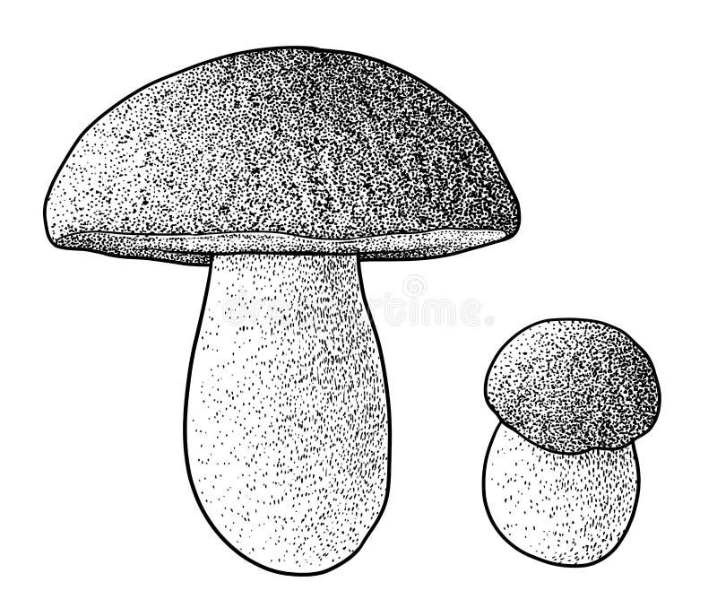 Bolete mushroom illustration, drawing, engraving, ink, line art, vector stock illustration