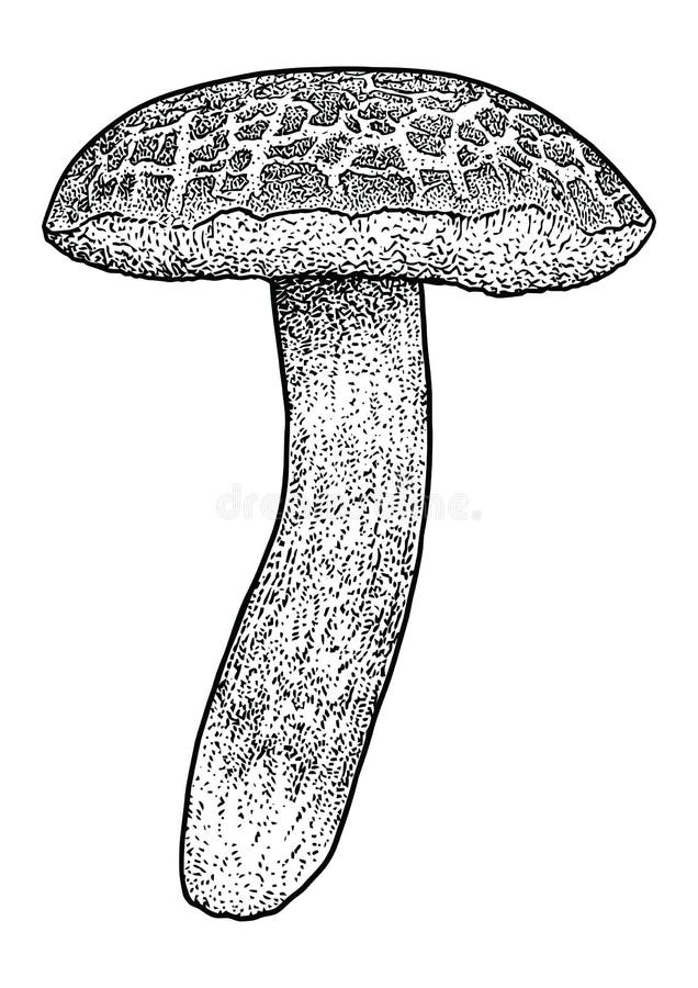 Boletus mushroom illustration, drawing, engraving, vector, line royalty free illustration