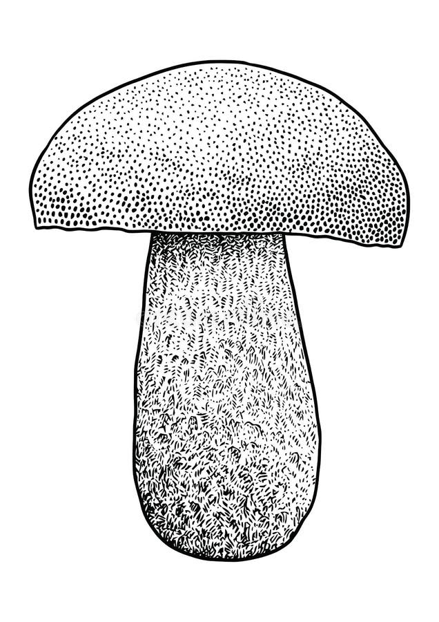 Boletus mushroom illustration, drawing, engraving, vector, line royalty free illustration
