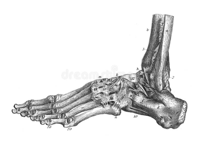 The bones of the foot in the old book The Atlas of Human Anatomy, by K.E. Bock, 1875, St. Petersburg. Vintage, retro royalty free stock photos