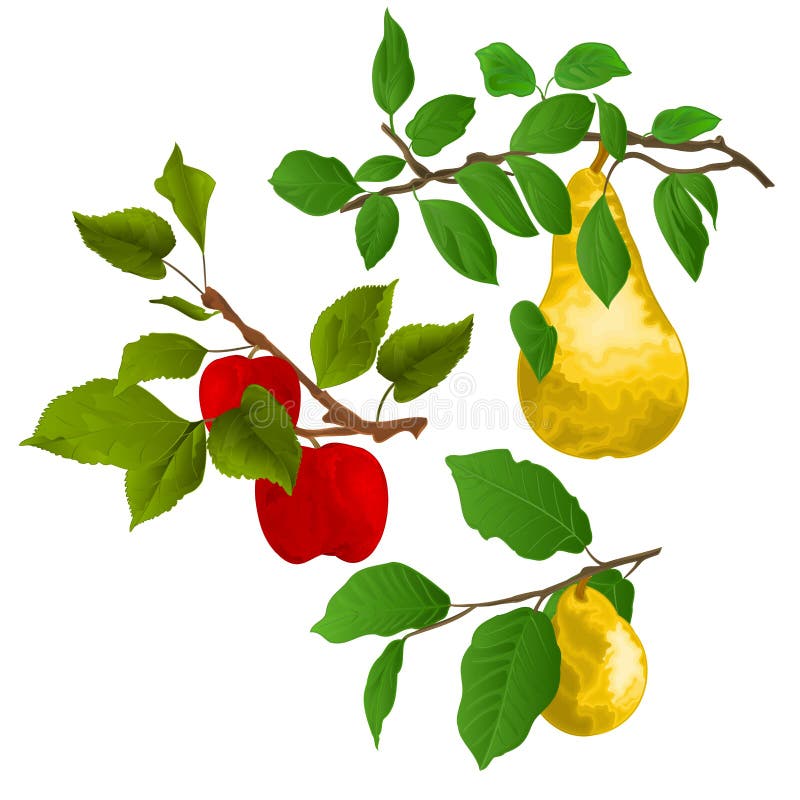 Branch apple tree with red apples and branch of pears with yellow ripe pear on white background watercolor vitage vector illustrat stock illustration