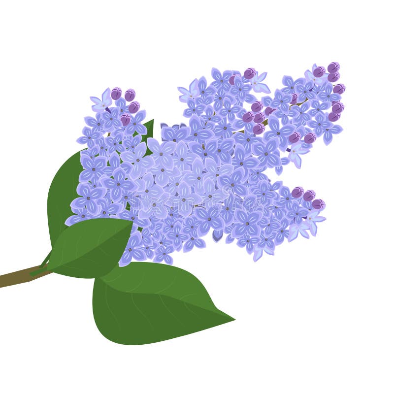 A branch of blooming lilac on a white background, isolate. Vector. Illustration vector illustration
