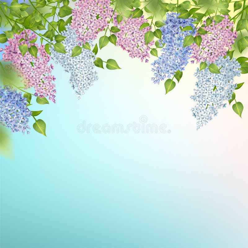Branch of a Blossoming Lilac. Vector spring background. Branch of a blossoming Lilac hanging from above royalty free illustration