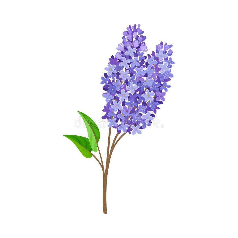 Branch of blue lilac. Vector illustration on a white background. Branch of blue lilac with green leaves. Vector illustration on a white background vector illustration