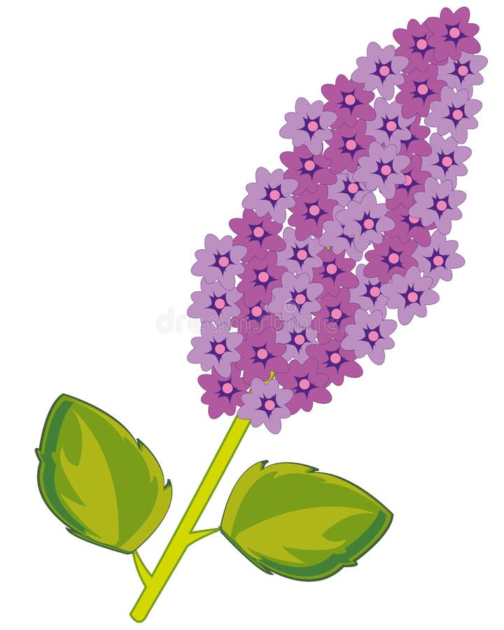 Branch flowering lilac on white background is insulated. Vector illustration of the branch tree lilac with flower stock illustration