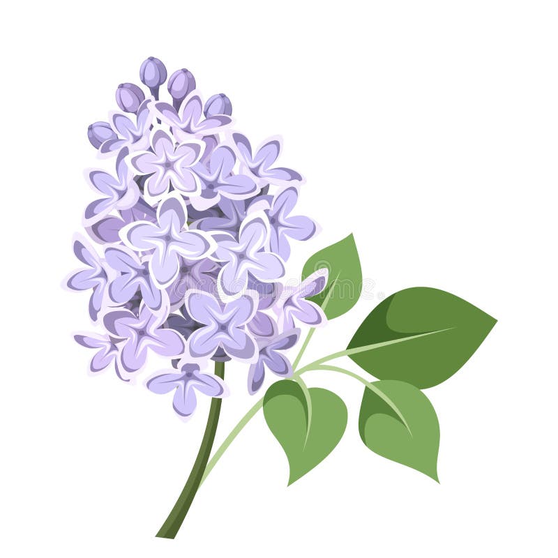 Branch of lilac flowers. Vector illustration. Vector illustration of branch of lilac flowers isolated on a white background royalty free illustration