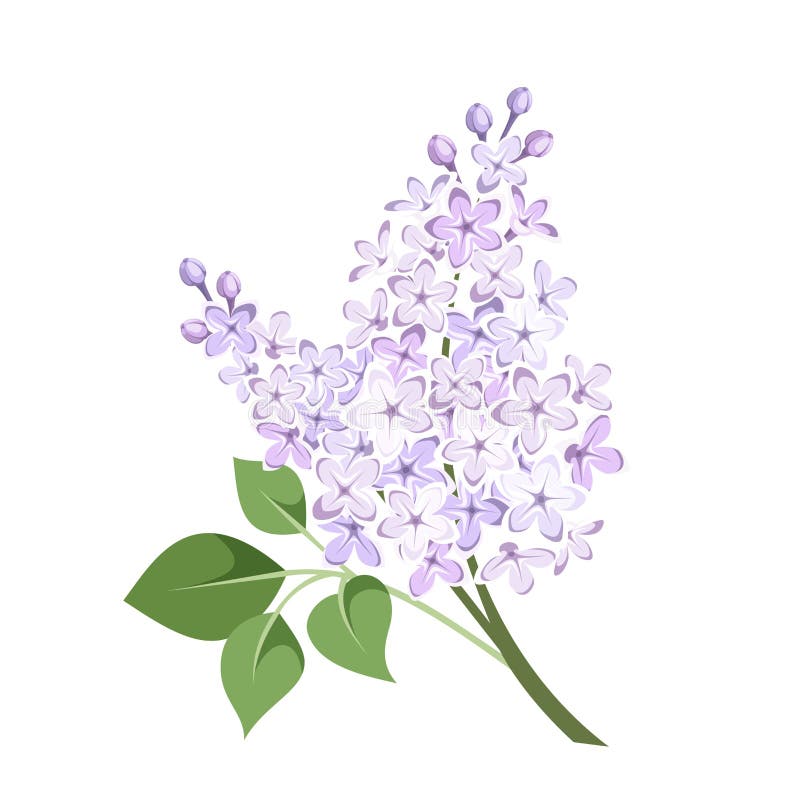 Branch of lilac flowers. Vector illustration. Vector illustration of branch of lilac flowers isolated on a white background stock illustration
