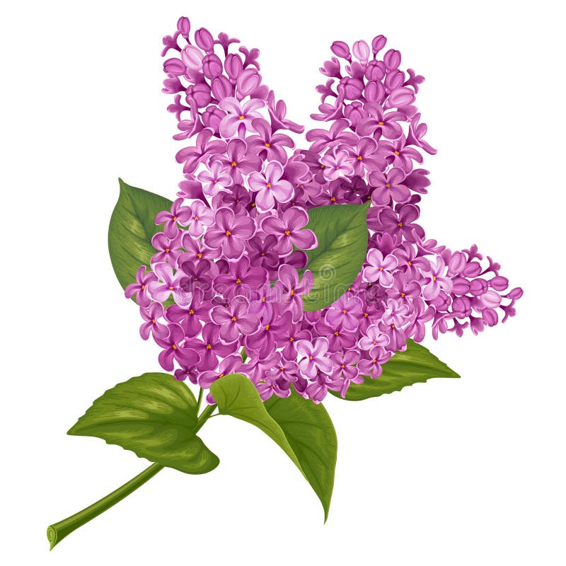 Branch of lilac. Spring flowers. Gentle fragrant branch of purple lilac. Vector illustration. Isolated on white background vector illustration