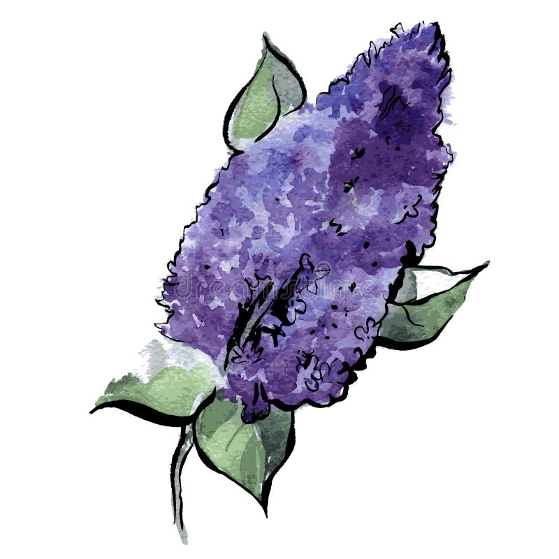 Branch of lilac. Watercolor illustration with a black outline. Vector. Branch of lilac. Watercolor illustration with a black outline isolated on white background royalty free illustration