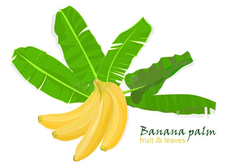 Branch tropical palm banana leaves and fruits. realistic drawing in flat color style. isolated on white background. Branch tropical palm banana leaves and stock illustration