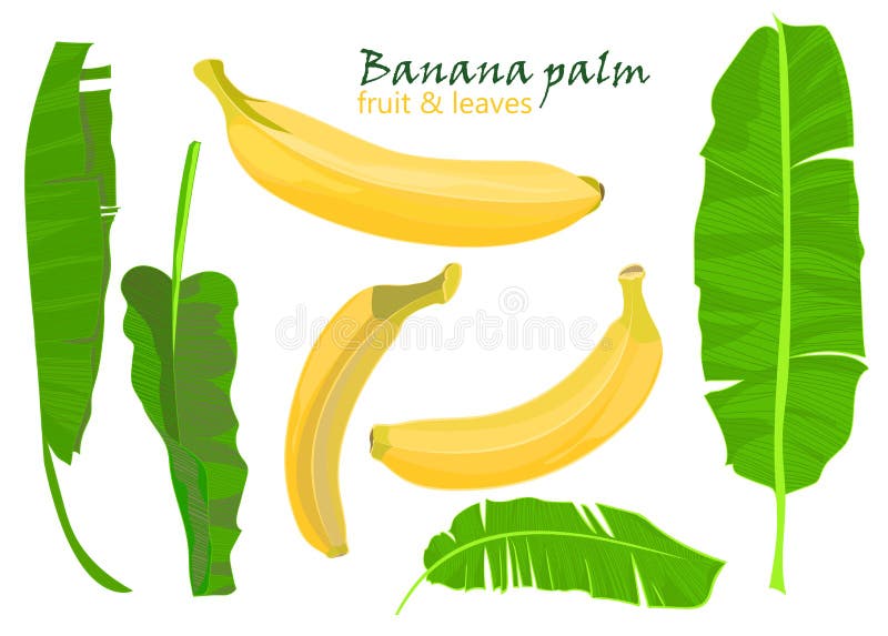 Branch tropical palm banana leaves and fruits. realistic drawing in flat color style. isolated on white background. Branch tropical palm banana leaves and vector illustration Branch tropical palm banana leaves and fruits. realistic drawing in flat color style. isolated on white background. Branch tropical palm banana leaves and vector illustration