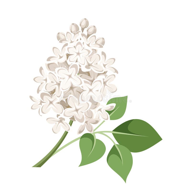 Branch of white lilac flowers. Vector illustration. vector illustration